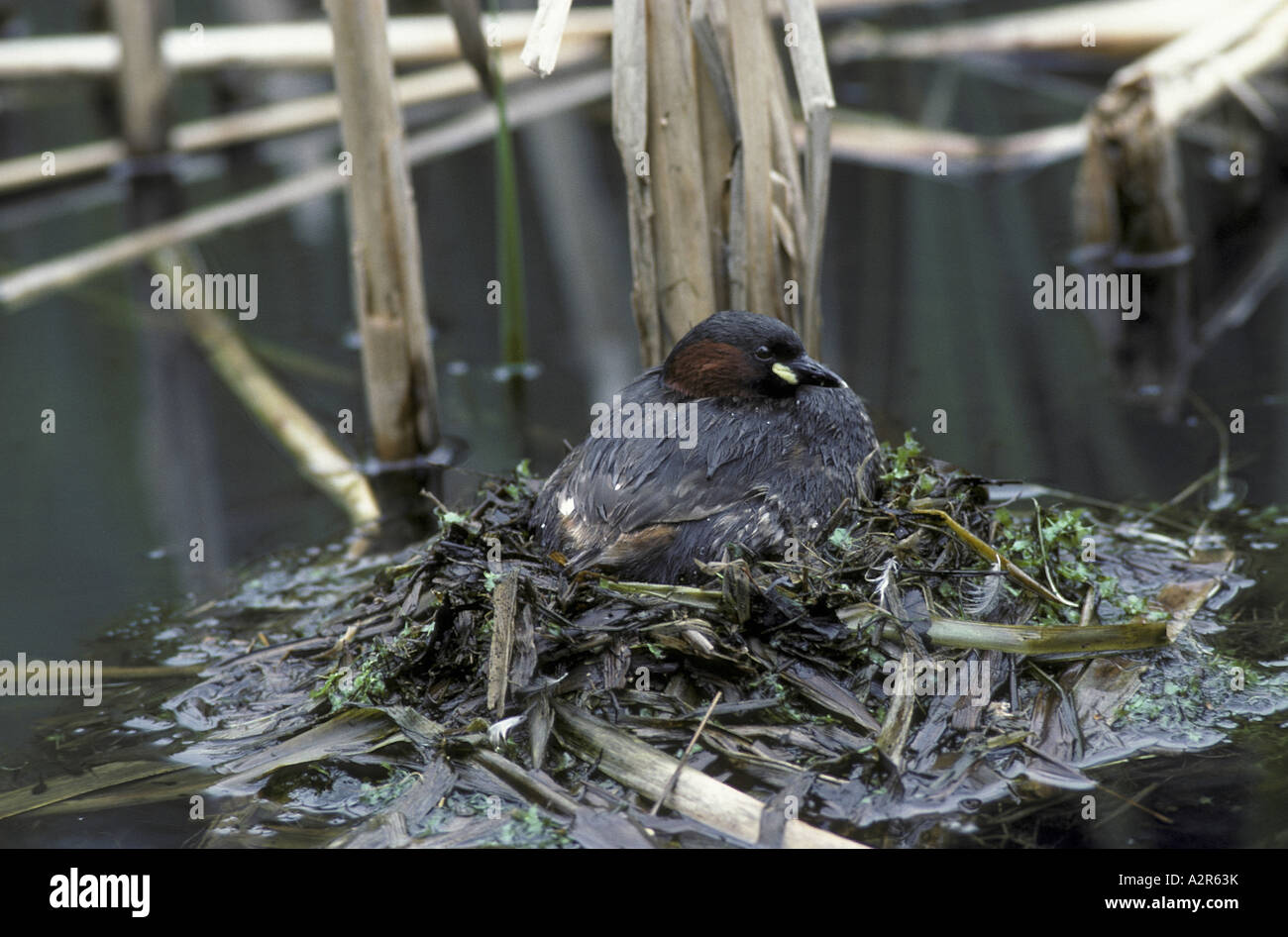Little Grebe Podiceps ruficollis at nest Also know as Dadchick Stock Photo