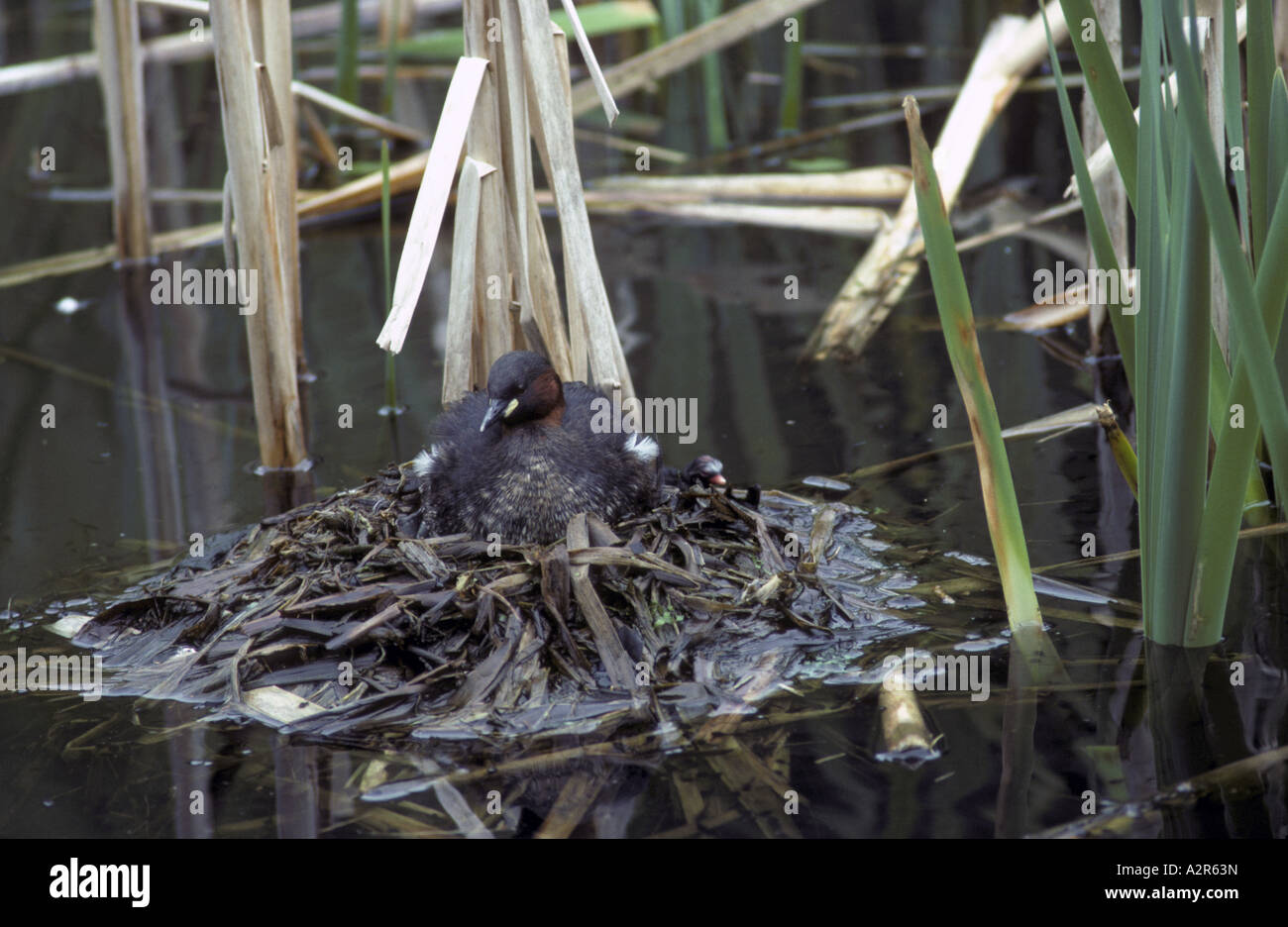 Little Grebe Podiceps ruficollis at nest with young Stock Photo