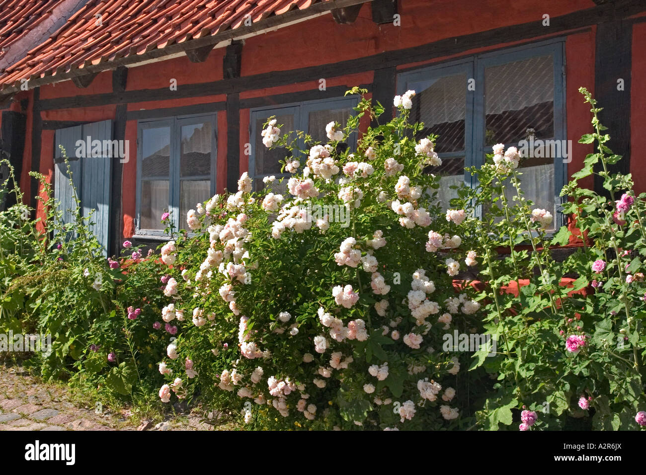 Old half timbered house near the cathedral with hollyhock althea rosea Kalundborg Denmark Stock Photo