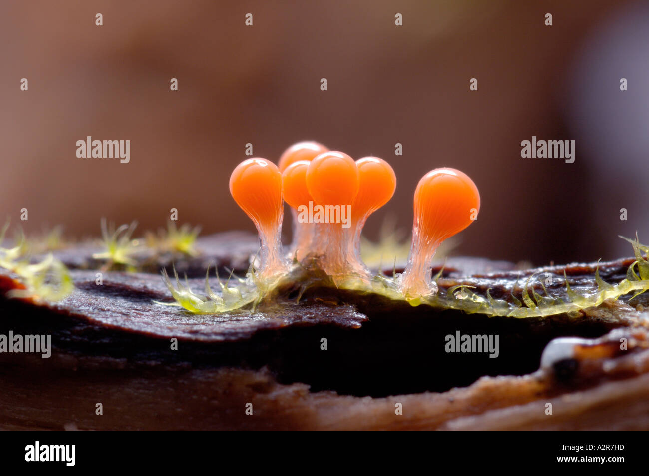 A group of minute fruiting bodies of slime mould or myxomycete Arcyria decipiens groving on decay wood in the forest Stock Photo
