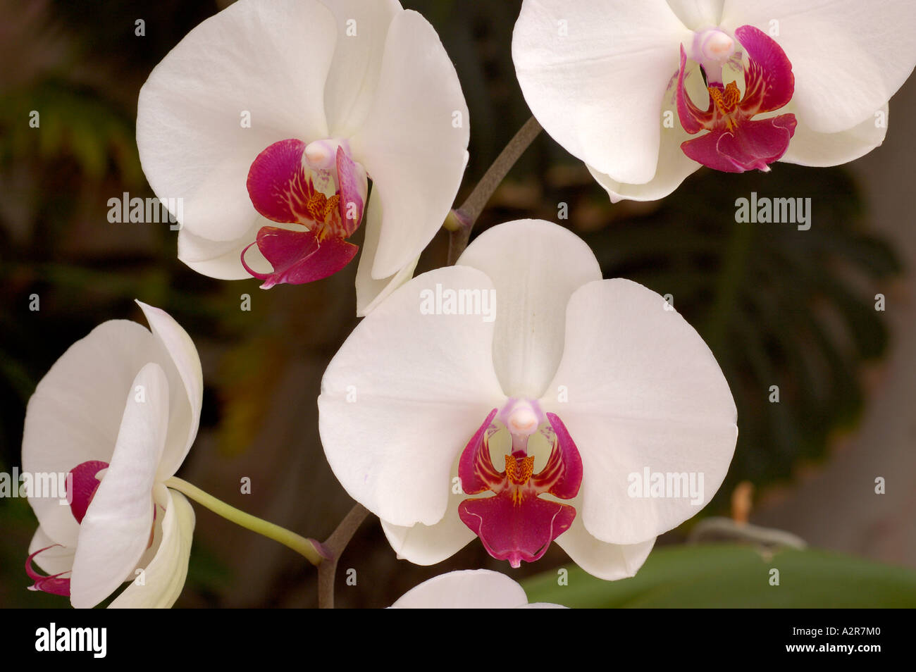 orchid-large-flowers-of-beautiful-hybrid-of-white-form-of-phalenopsis