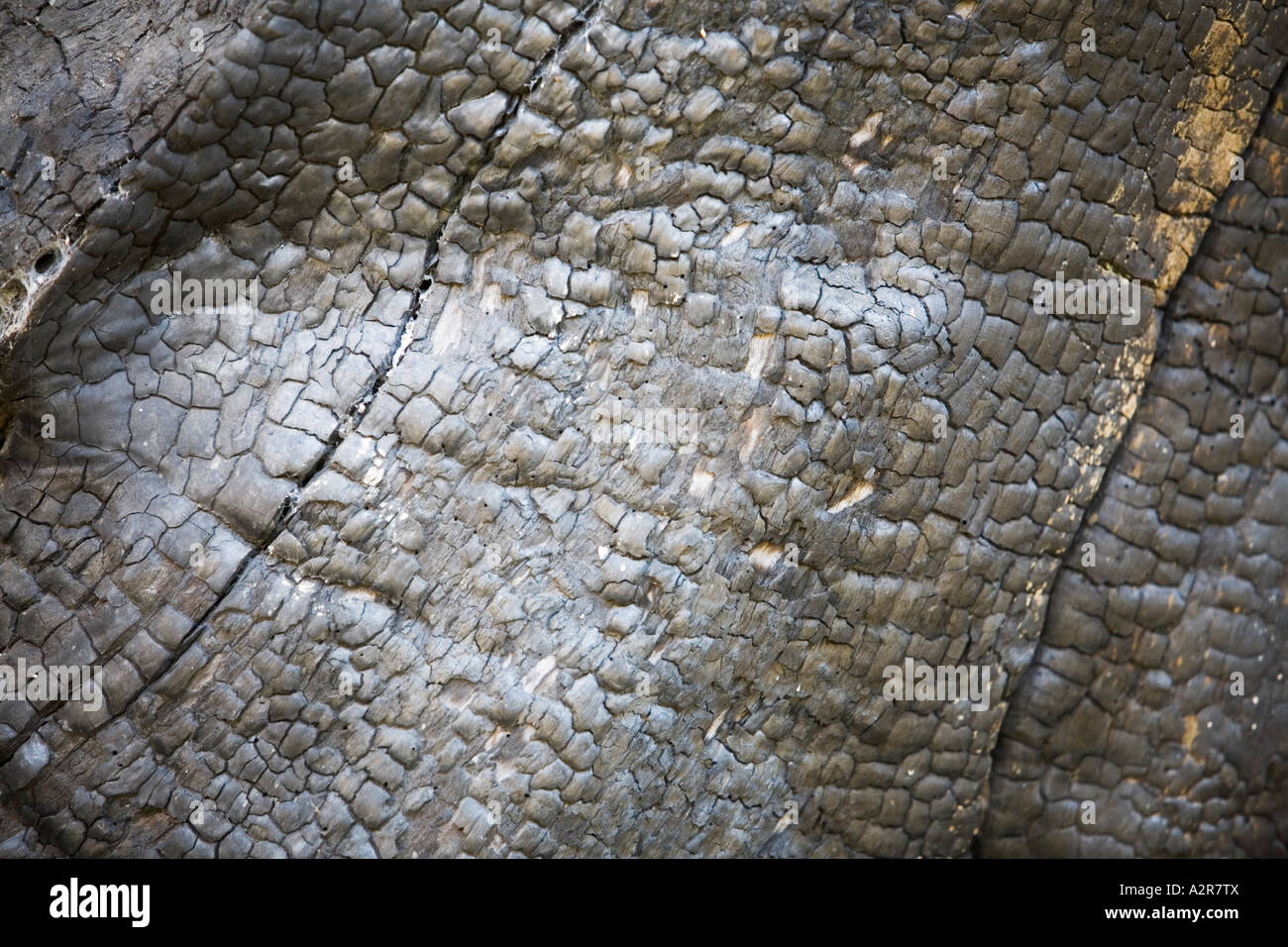 Patterns and textures charred chestnut tree bark Stock Photo Alamy