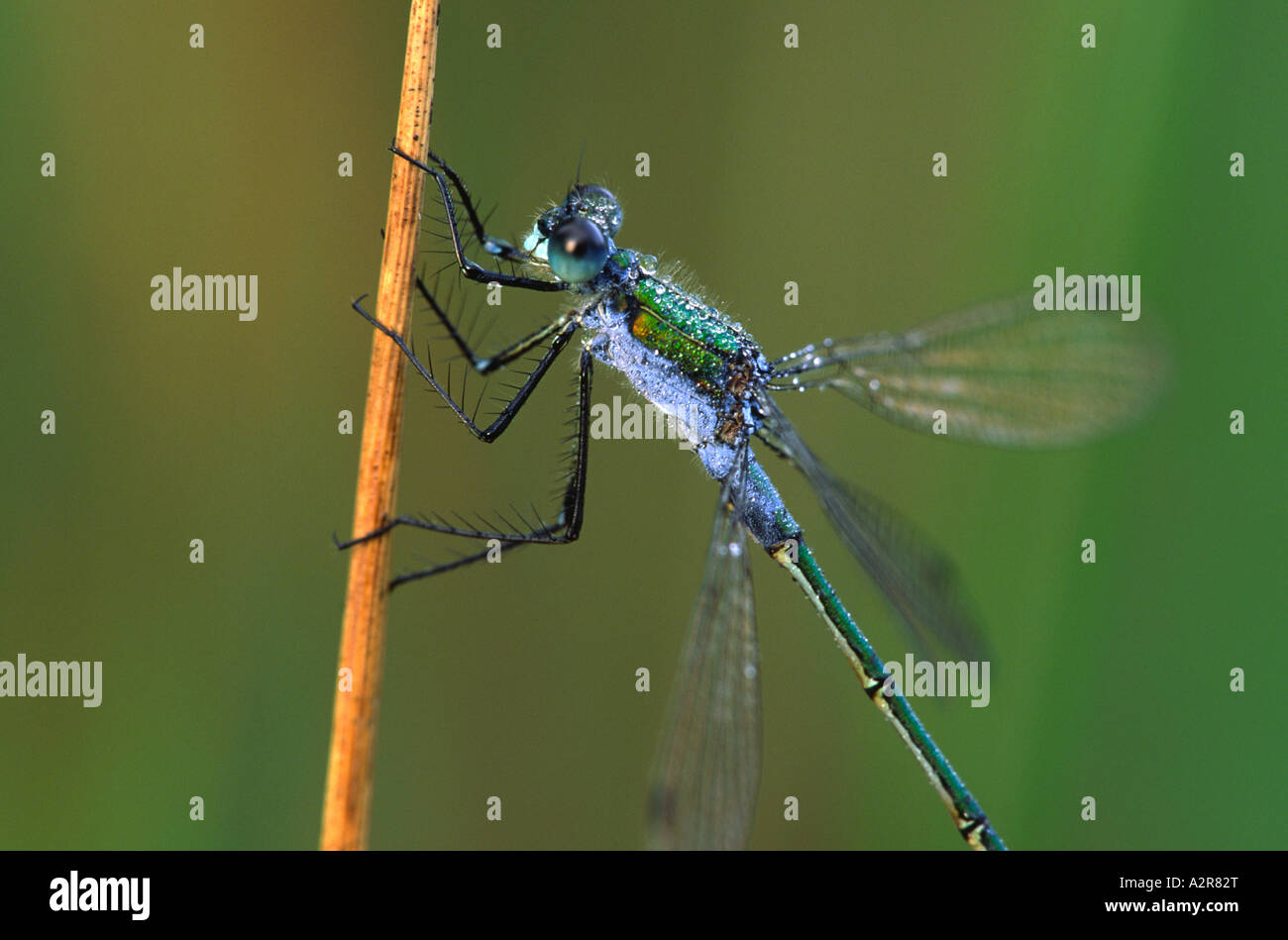 Emerald Damselfly Lestes Sponsa Stock Photo - Alamy