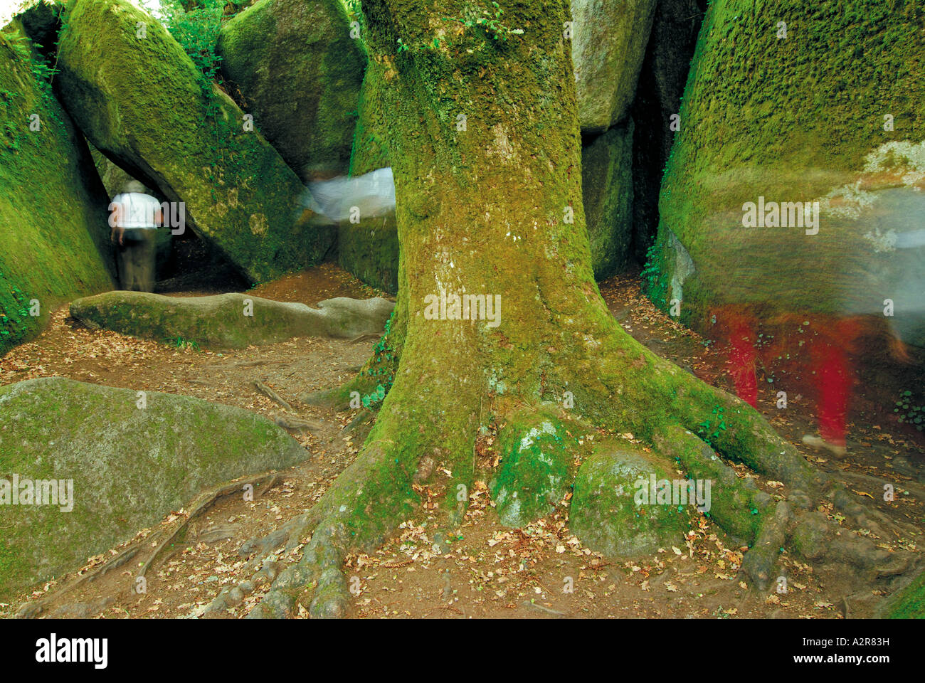 Tree and rocks in the Forest Huelgoat, Brittany, France Stock Photo