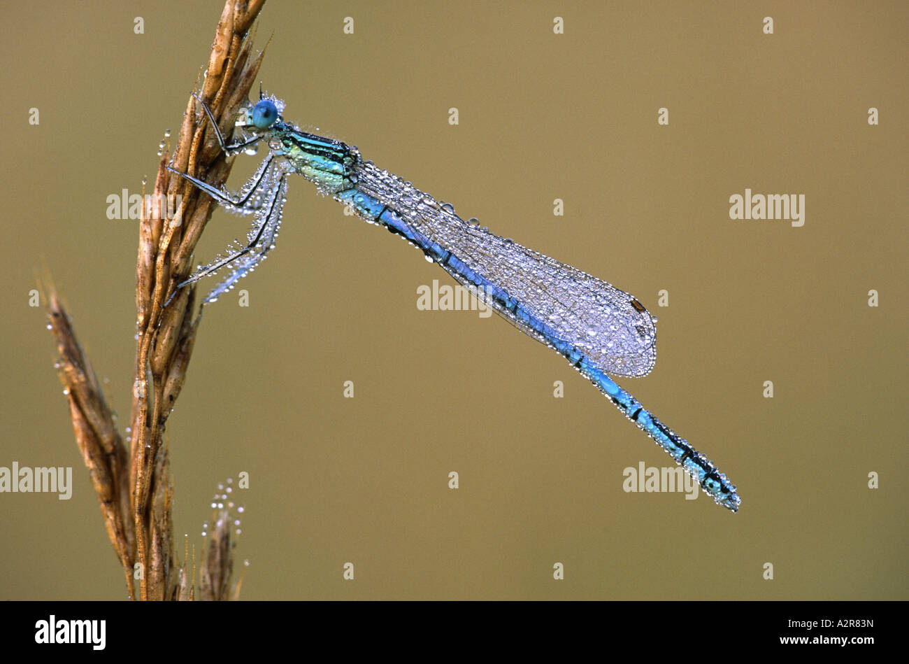 White Legged Damselfly Platycnemis Pennipes Stock Photo - Alamy