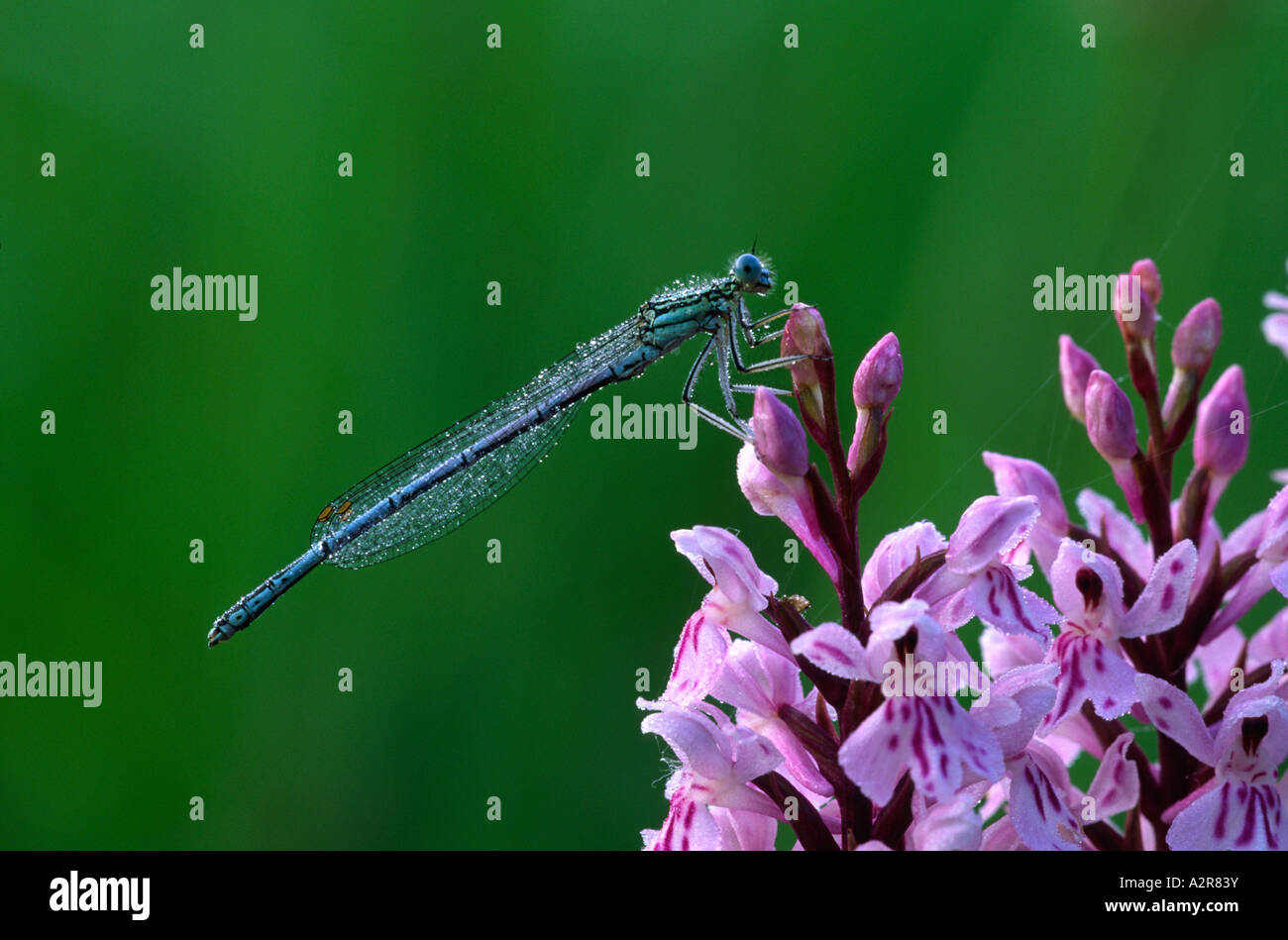 White Legged Damselfly Platycnemis Pennipes Stock Photo - Alamy