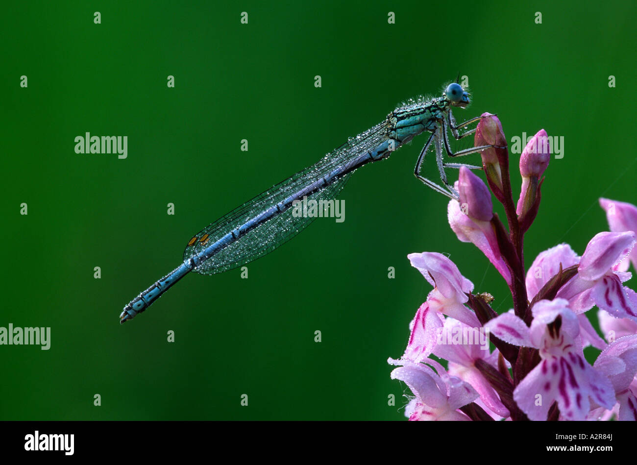 White Legged Damselfly Platycnemis Pennipes Stock Photo - Alamy