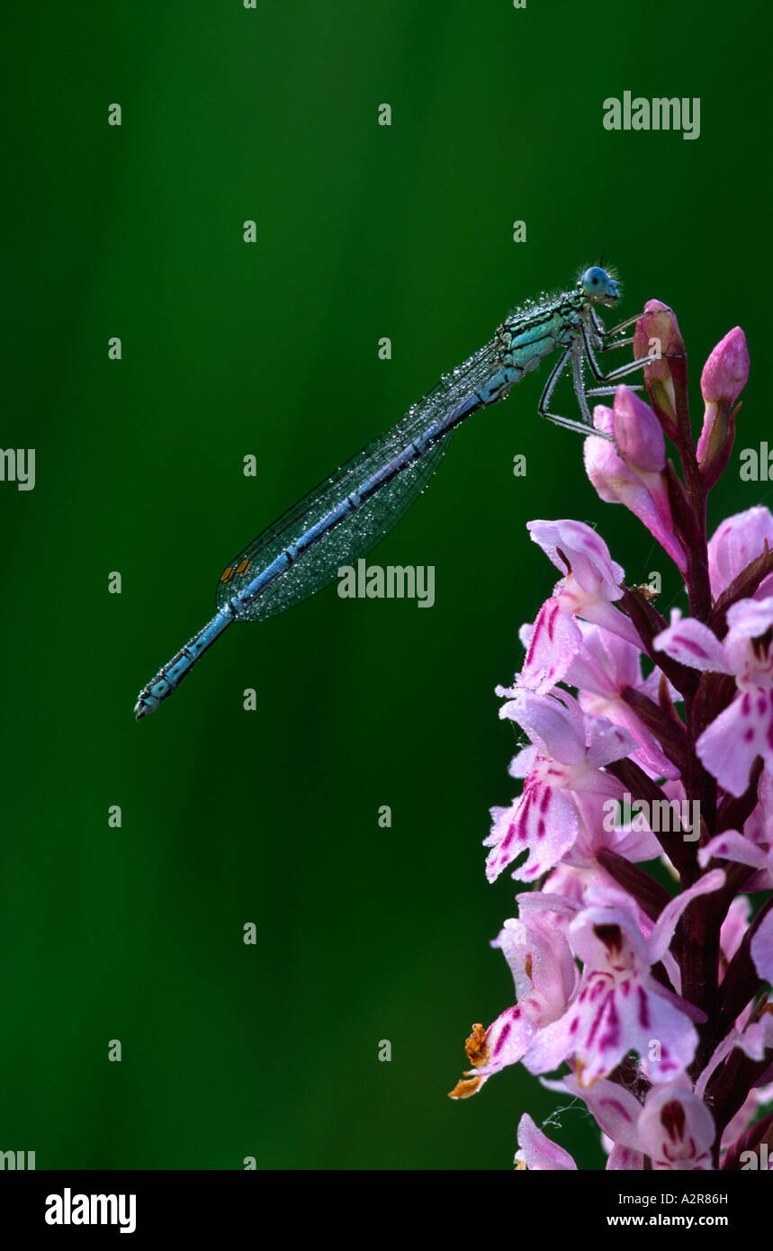 White Legged Damselfly Platycnemis Pennipes Stock Photo - Alamy