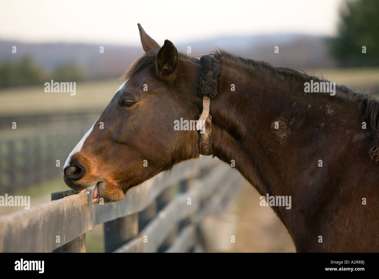 Horse chewing fence hires stock photography and images Alamy