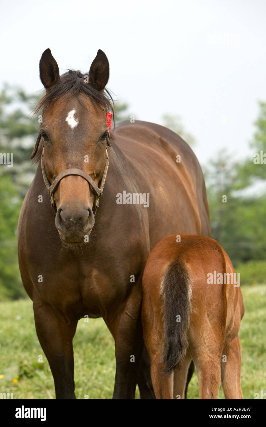 Mare and nursing foal Stock Photo Alamy