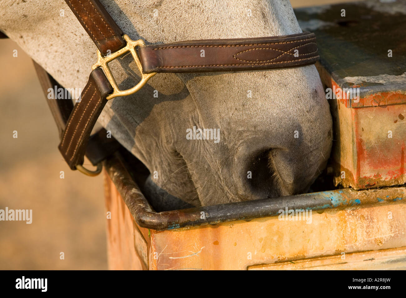 Horses getting a drink from an automatic waterer Stock Photo Alamy