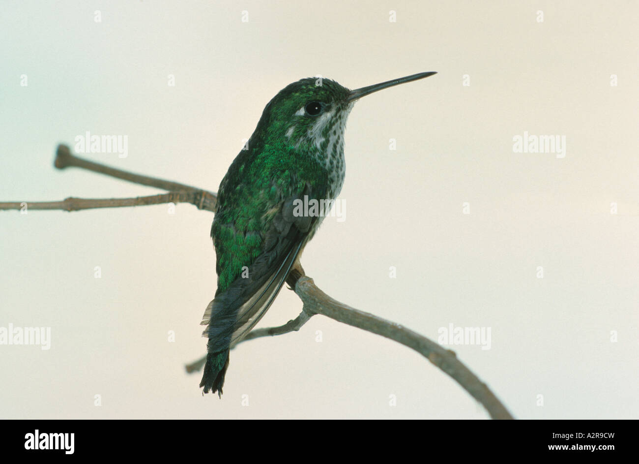Booted Racket tail Hummingbird Ocreatus underwoodii Female perched Stock Photo