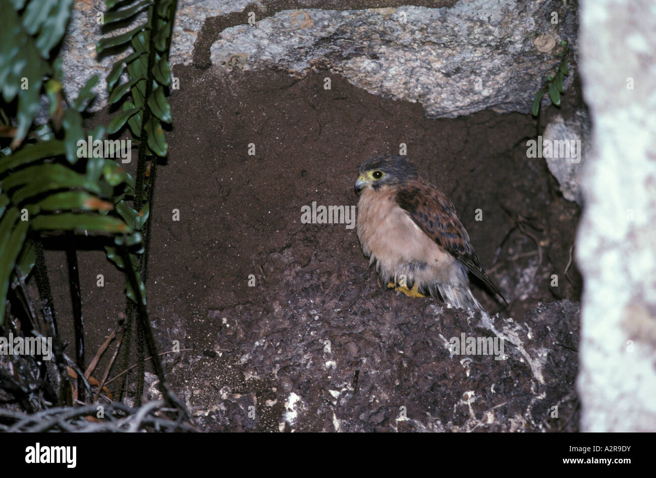 Seychelles Kestrel Falco araea at nesting site Stock Photo