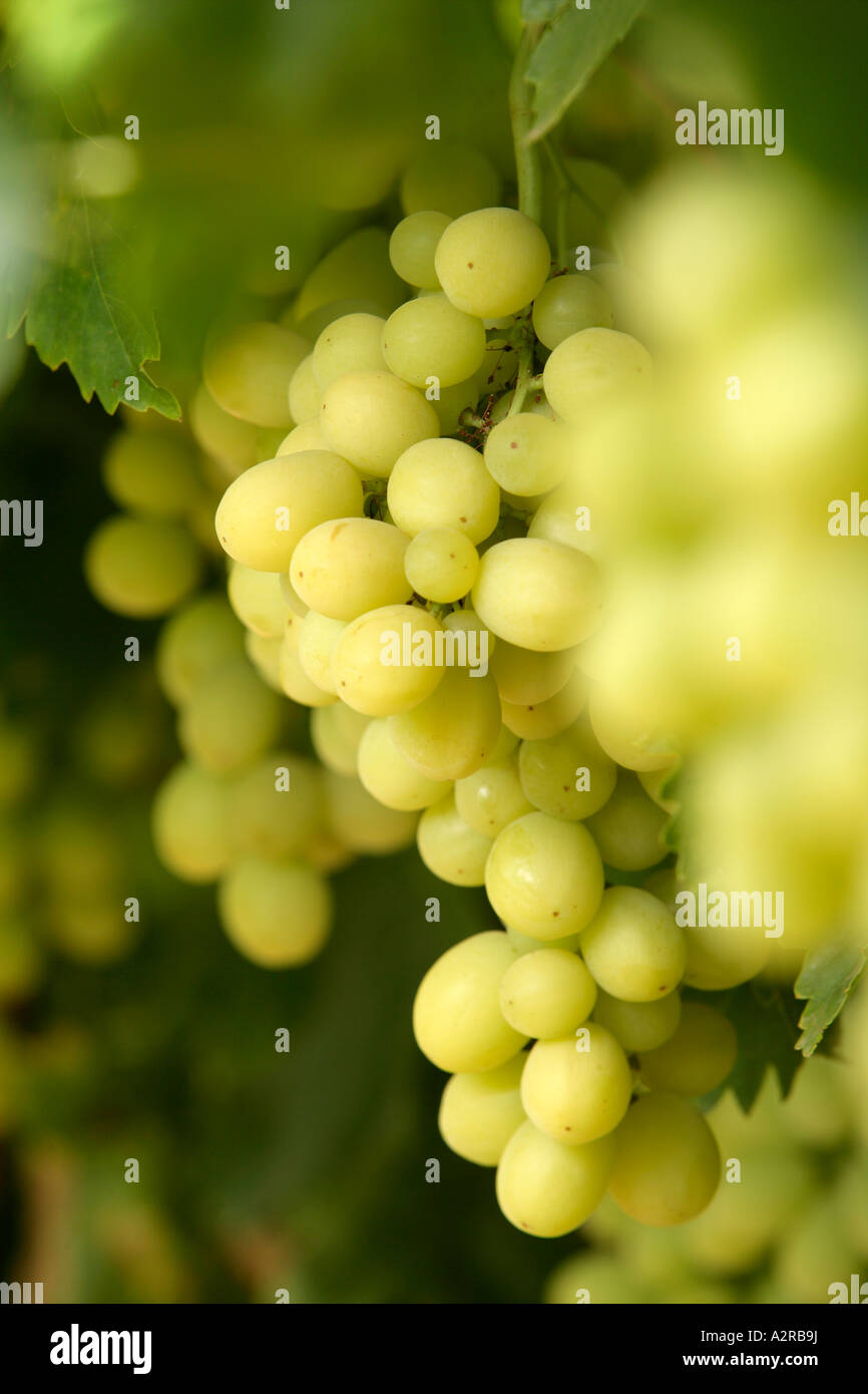 Ripe Menindee Seedless table grapes on vine Stock Photo Alamy