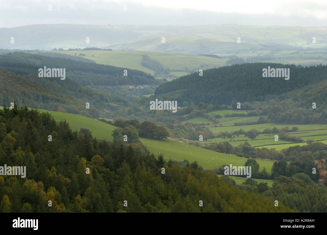 View of wooden valley near Llanidloes Powys Mid Wales UK Stock Photo