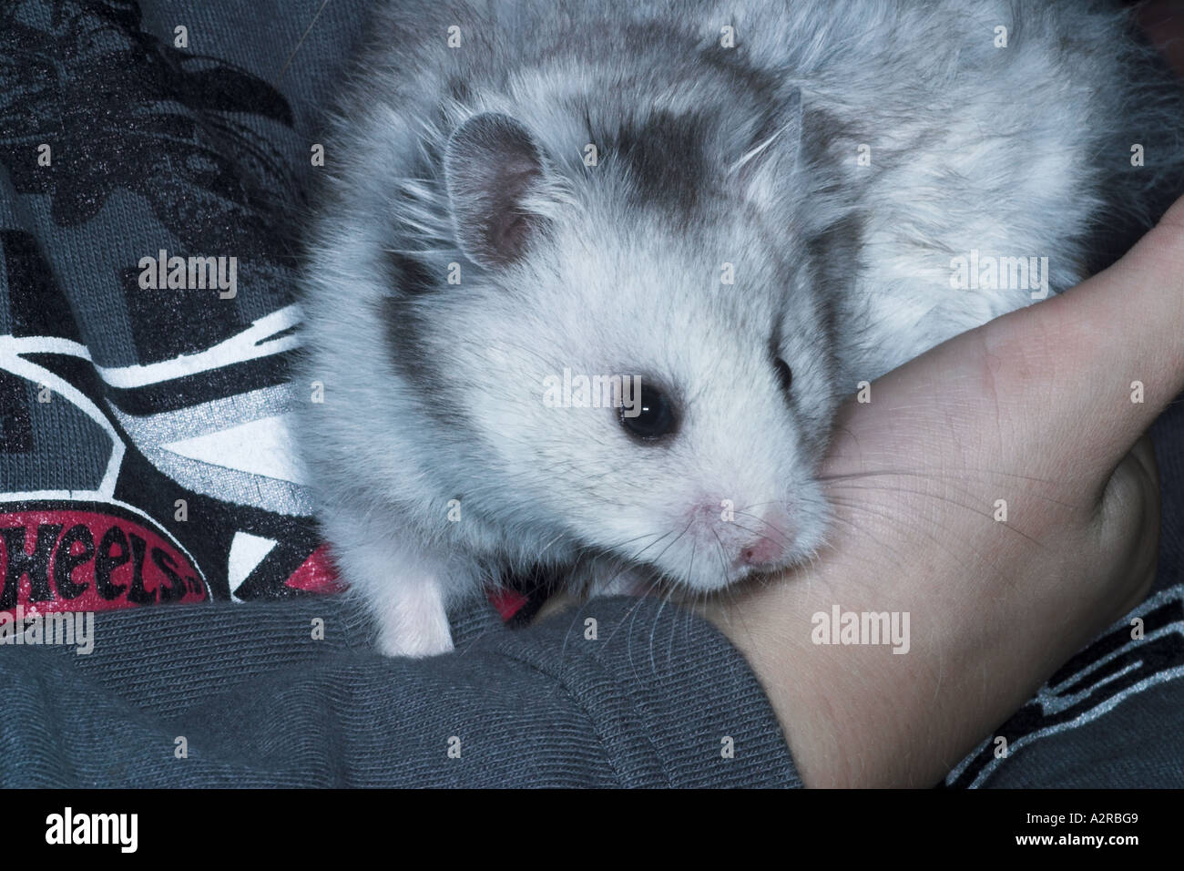 Silver syrian hotsell hamster