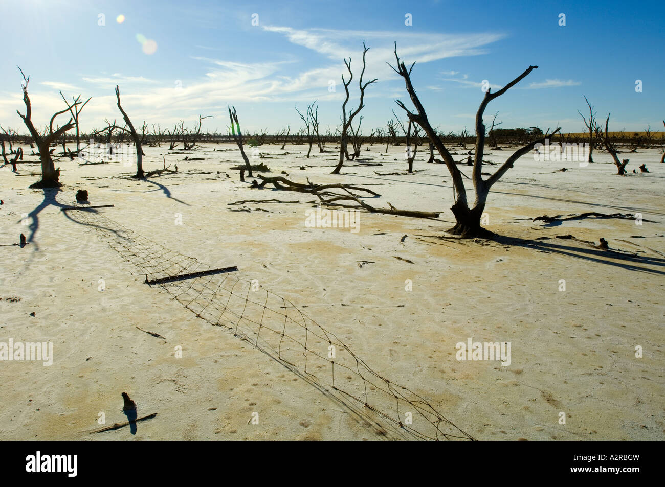 Low lying wooded area destroyed by rising saline water after years of