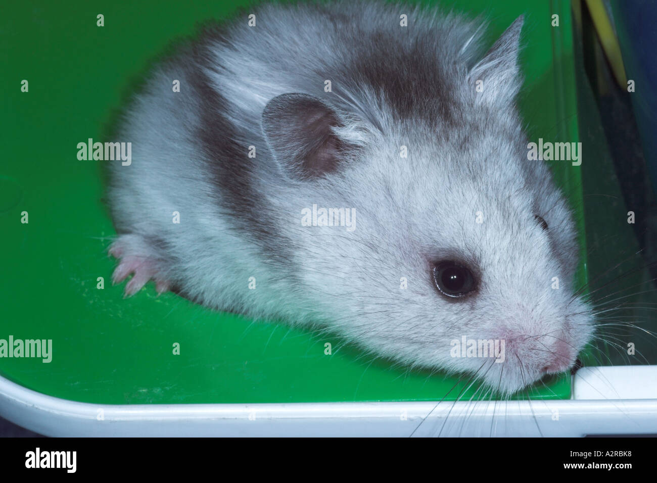 long haired fancy hamster