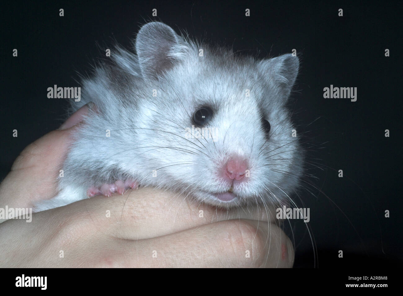 Silver syrian hotsell hamster
