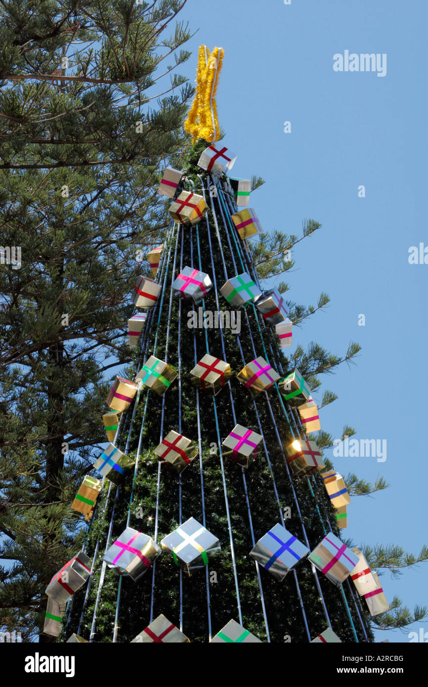 Gold Coast christmas tree Stock Photo Alamy