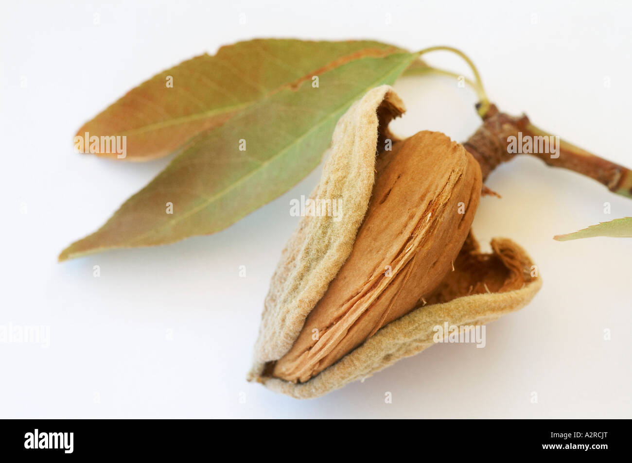 Background brown dry leaf Cut Out Stock Images & Pictures - Alamy