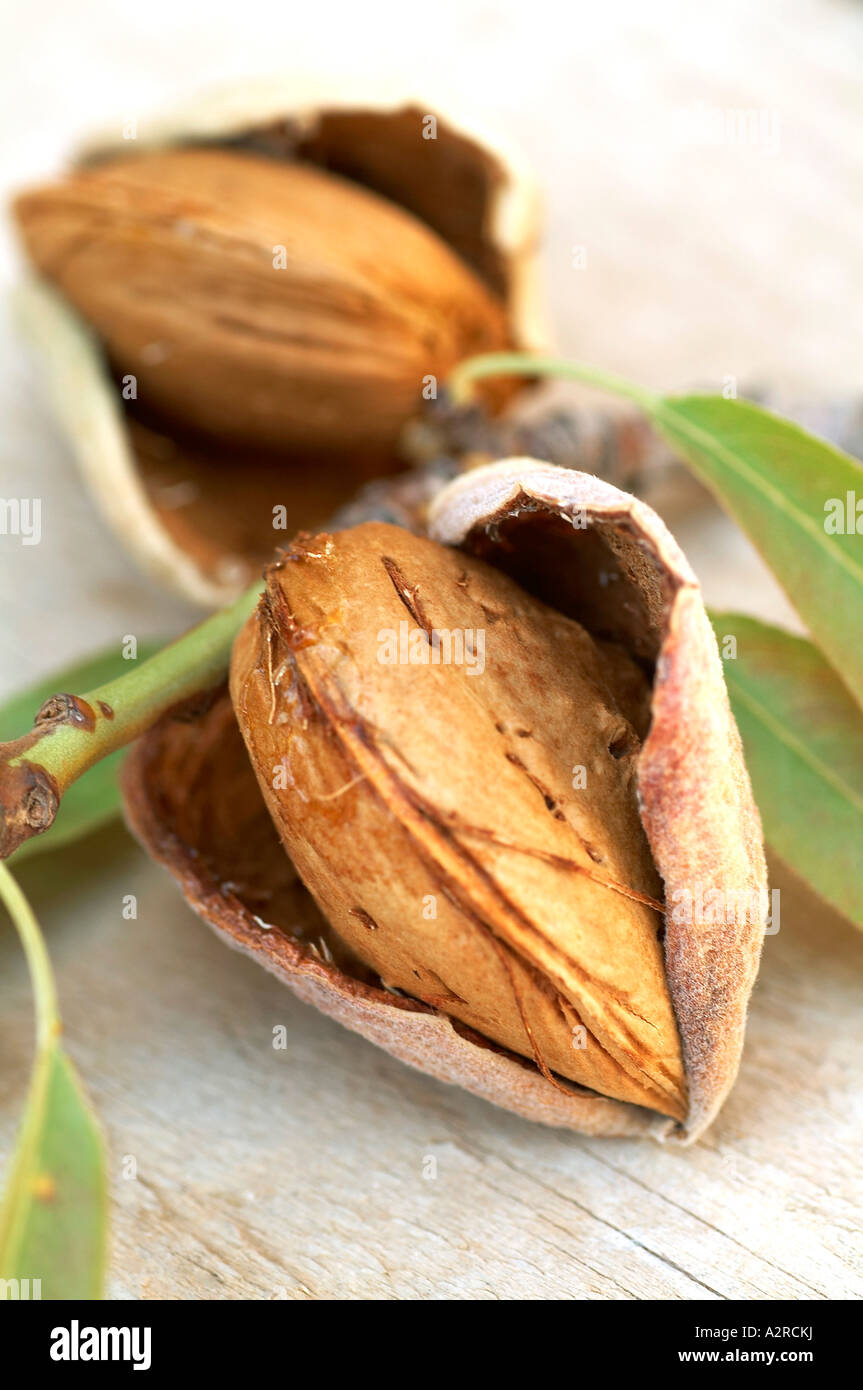 Branch with almonds in their shells and hulls on wooden surface Stock Photo Alamy