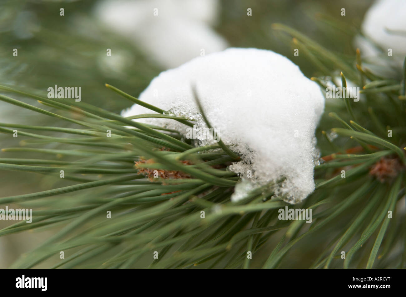Branch of pine tree with snow Stock Photo - Alamy