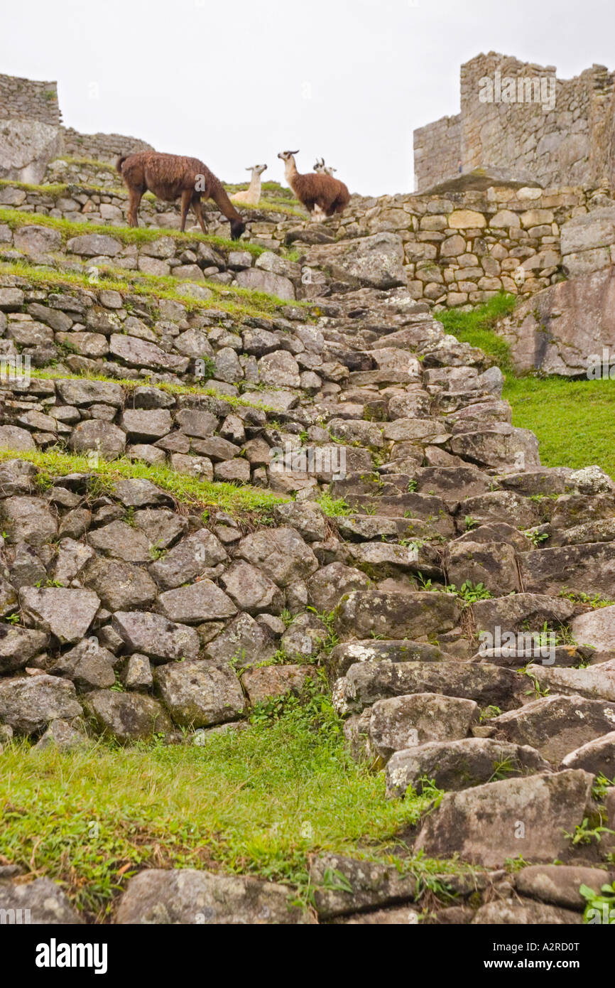 Buildings and Terraces at Machu Picchu Peru Stock Photo - Alamy