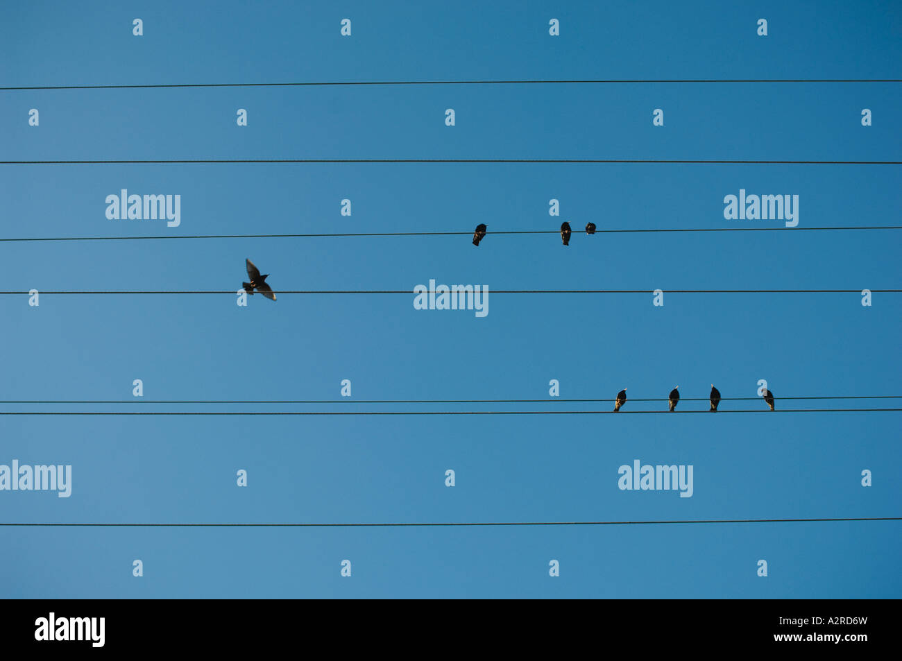 Black bird flying to telephone wire. Stock Photo