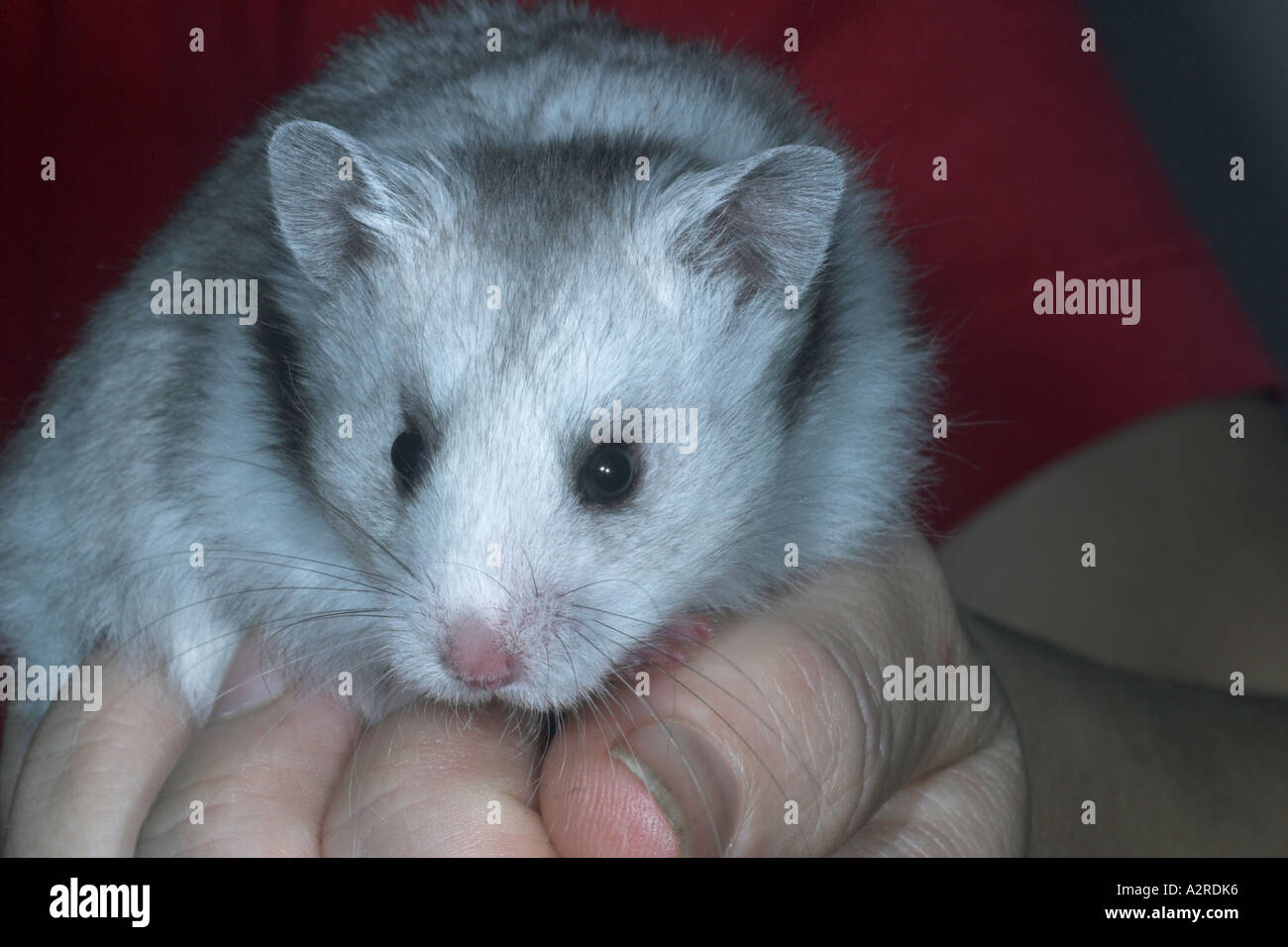 Silver syrian hamster sales