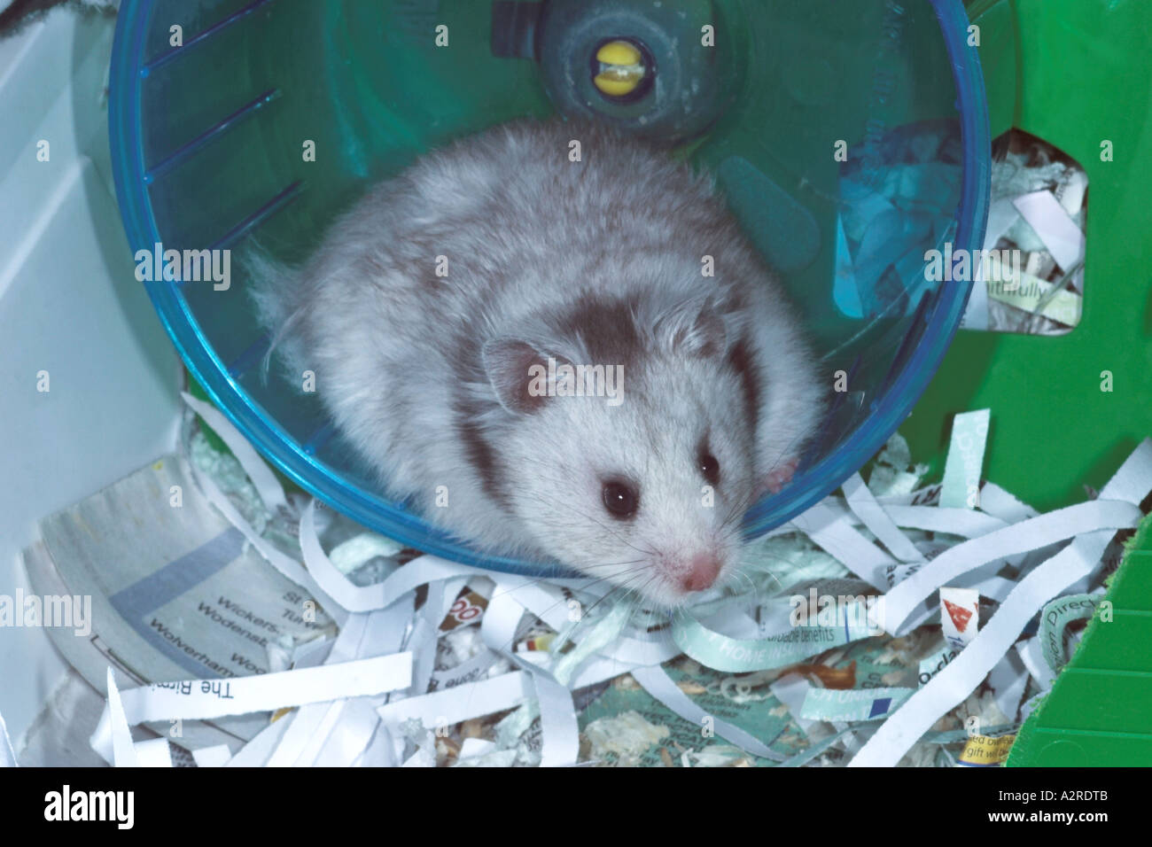Silver Long Haired Syrian Hamster Stock Photo 6047050 Alamy
