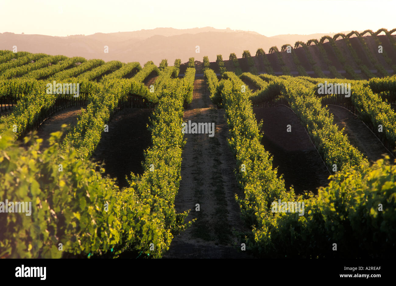 USA California Paso Robles vineyards Stock Photo