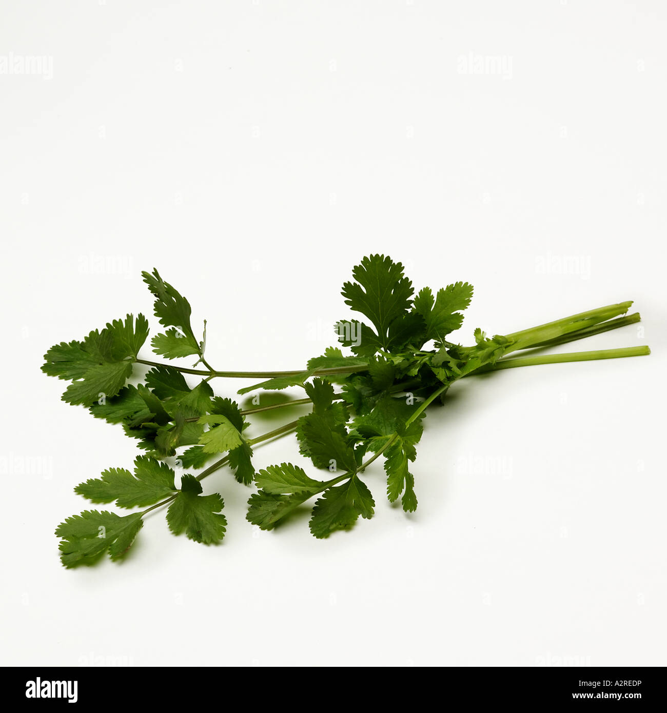 Coriander Coriandrun sativum also commonly called cilantro Stock Photo