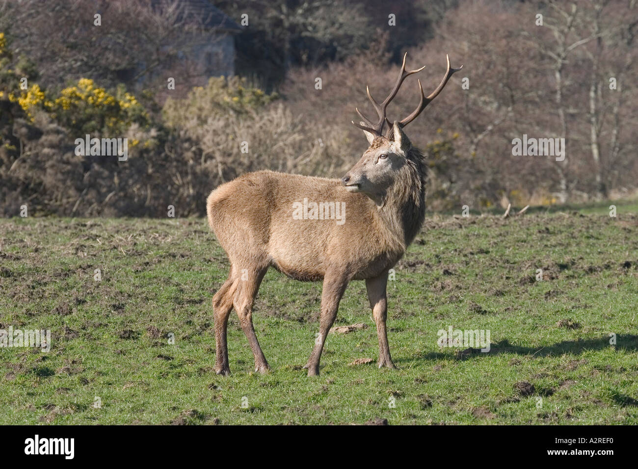 Red Deer stagg Cervus elaphus Isle of Jura Scotland Stock Photo