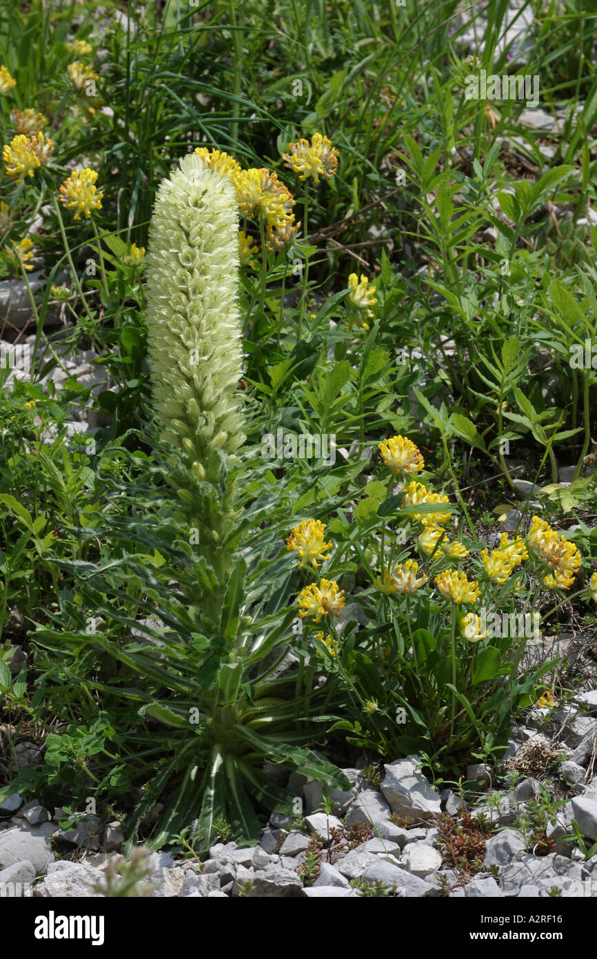 Yellow Bellflower Campanula thyrsoides Stock Photo