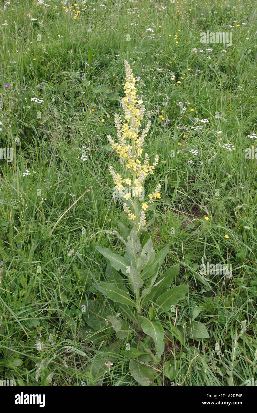 Hoary Mullein Verbascum pulverulentum French Alps Stock Photo