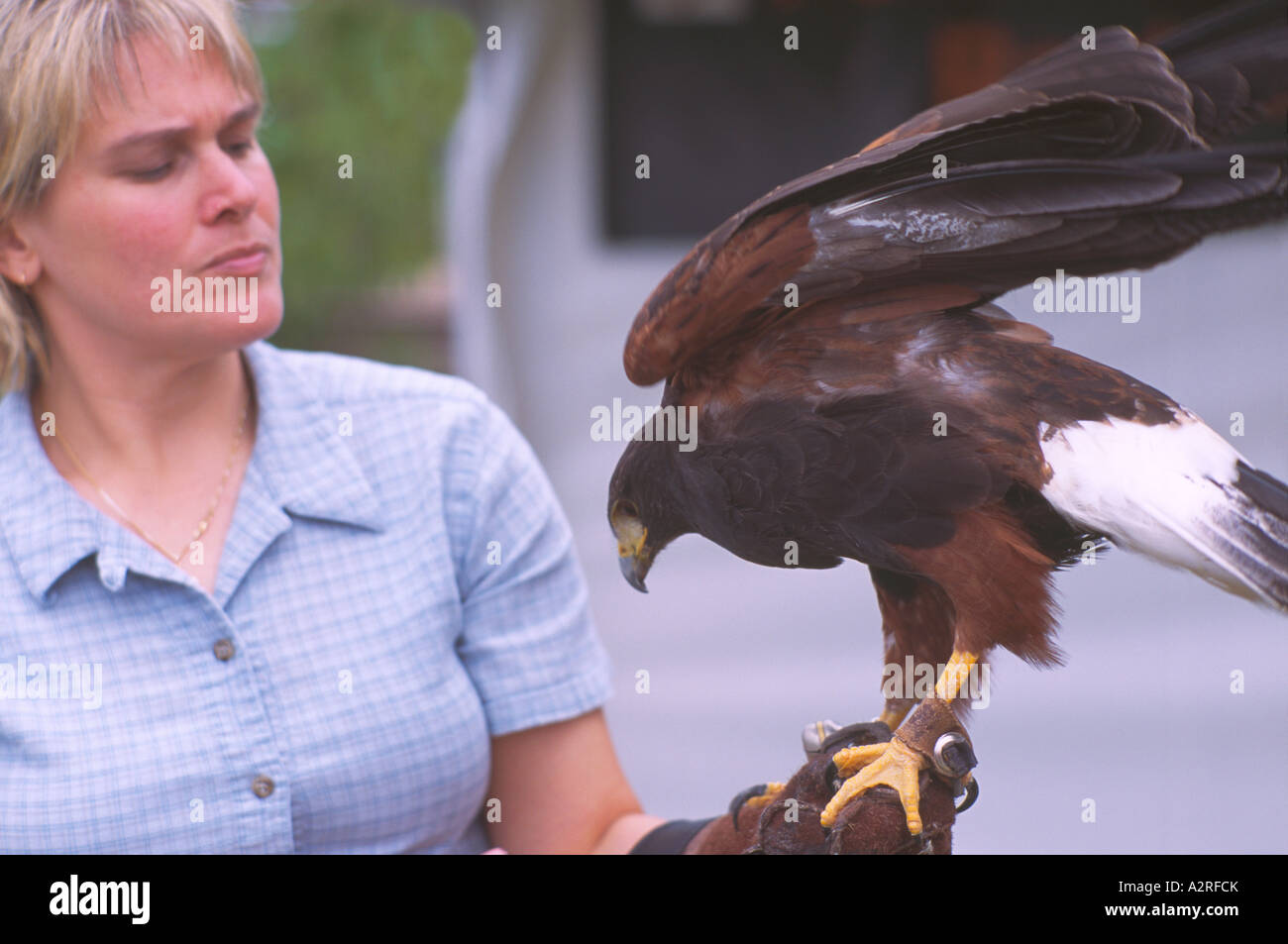 Falconer training Harris Hawk (Parabuteo unicinctus) in Falconry, Mature Captive Bird, Birds in Captivity Stock Photo