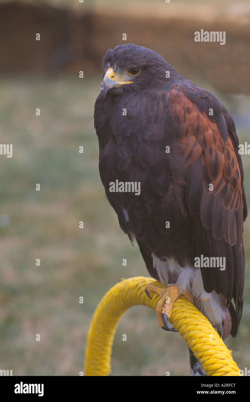 Harris Hawk (Parabuteo unicinctus), Mature Captive Bird, Birds in