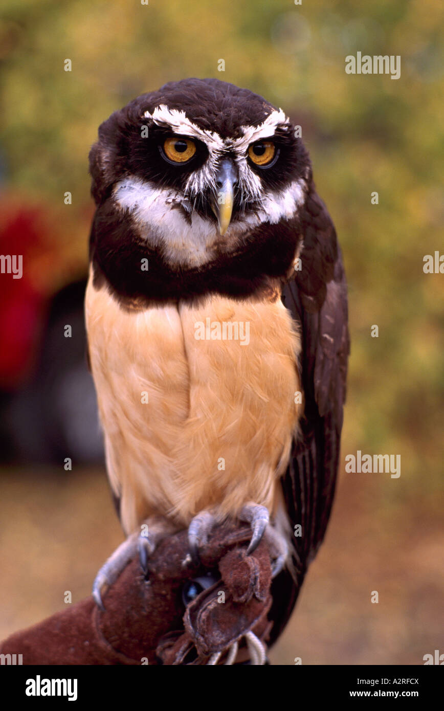 Spectacled Owl (Pulsatrix perspicillata), Native Bird of South America - Mature Captive Bird, Birds in Captivity Stock Photo