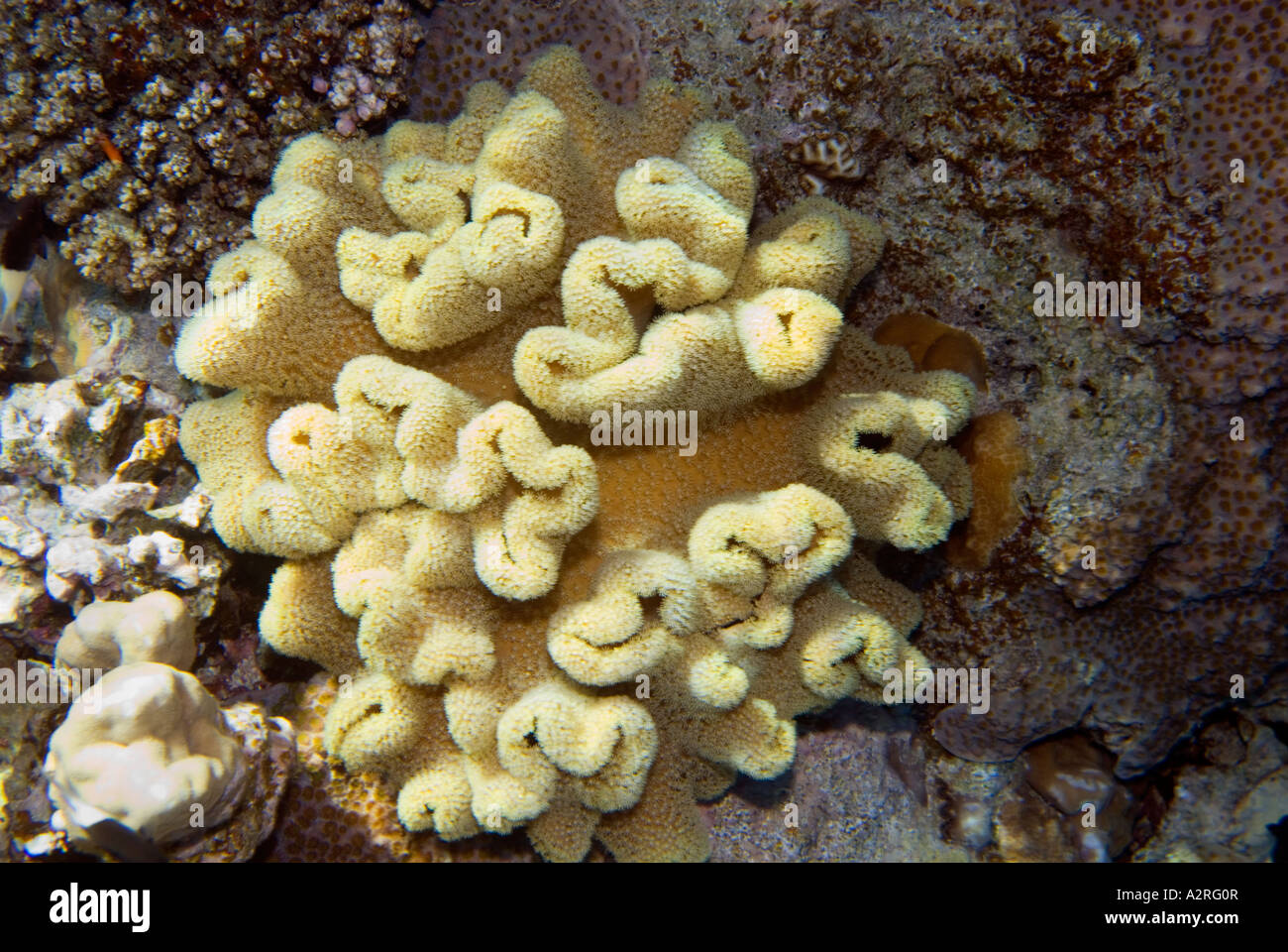ROSE CORAL Lobophyllia corymbosa reef riff at Sharm El Sheikh EGYPT HADABA housereef Stock Photo