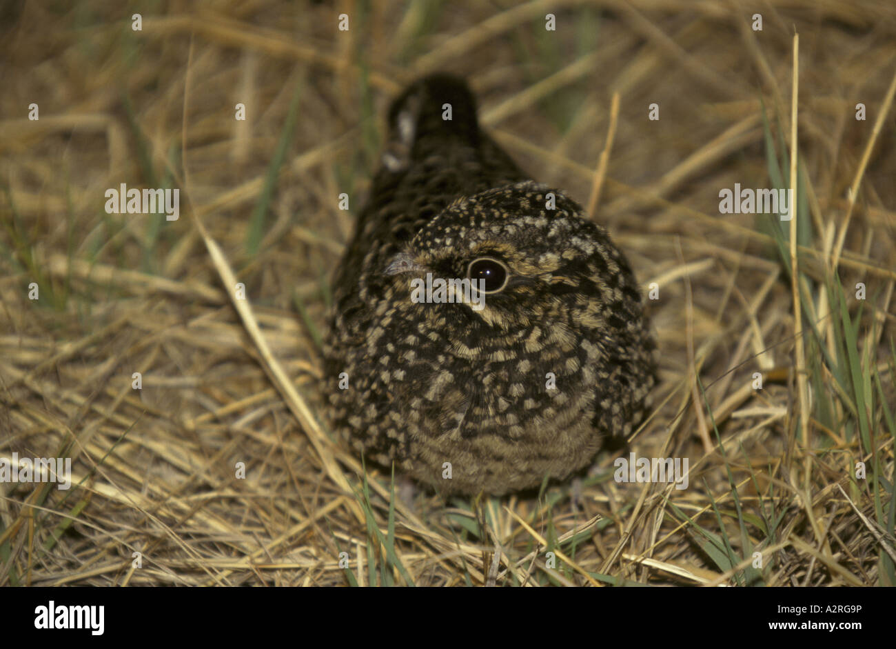 Fiery necked Nightjar Caprimulgus pectoralis female with young Stock Photo