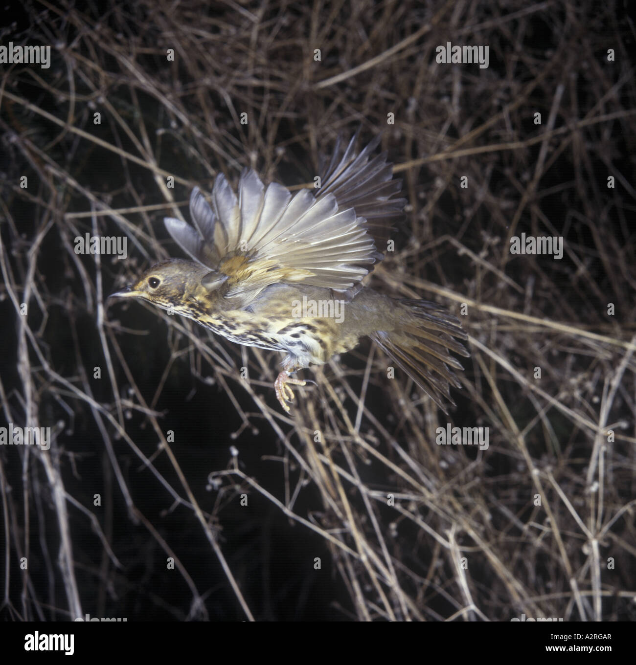 Song thrush flying hi-res stock photography and images - Alamy