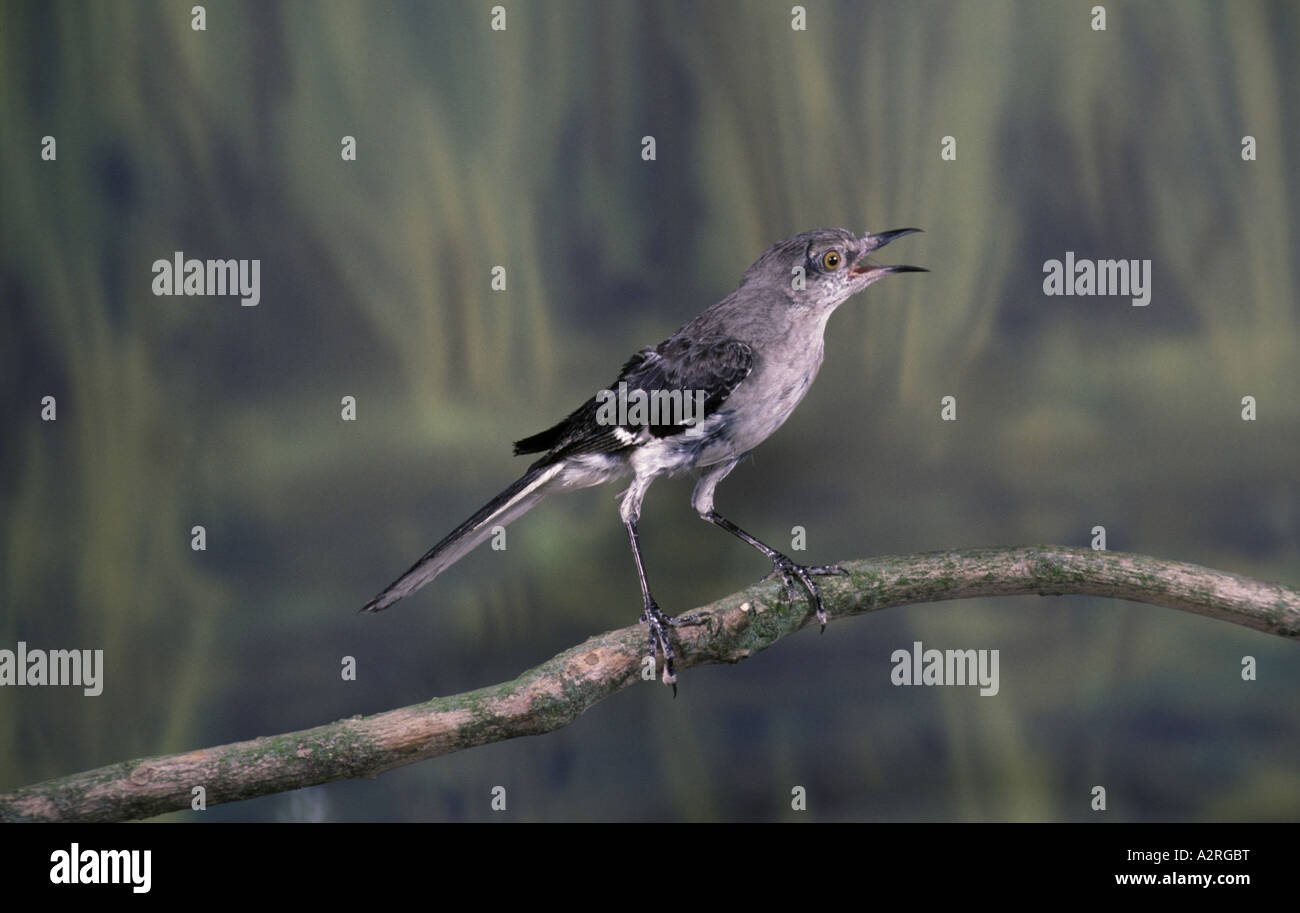 Graceful Mocking Bird Mimus gilvus close up perched on branch beak open Stock Photo