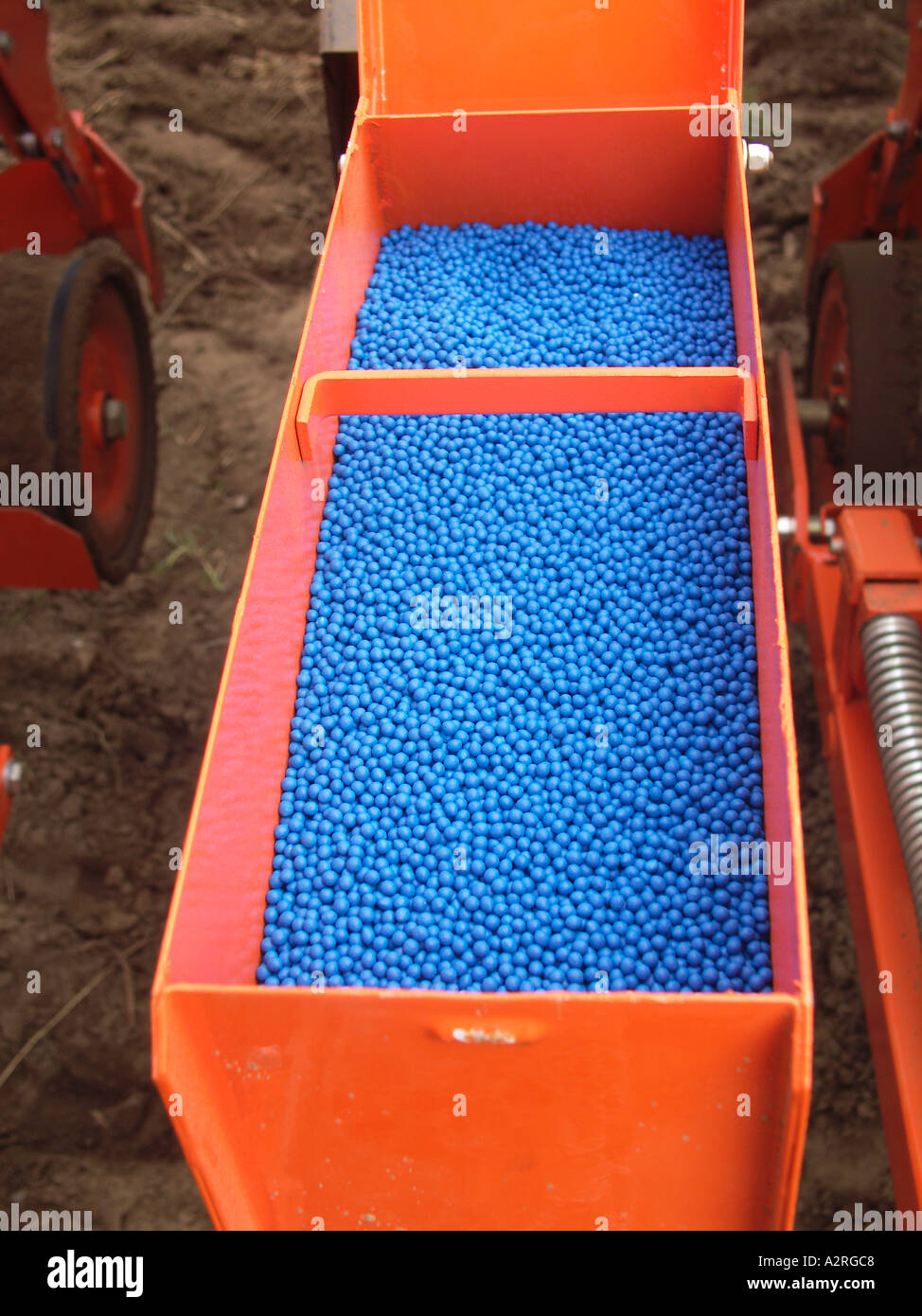 Coated blue onion seeds ready for planting Stock Photo Alamy