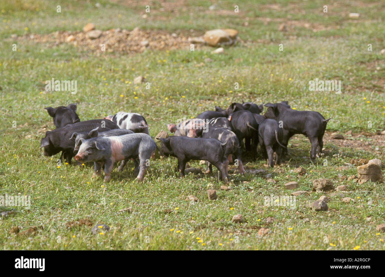 Domestic Pig Group of young piglets Stock Photo