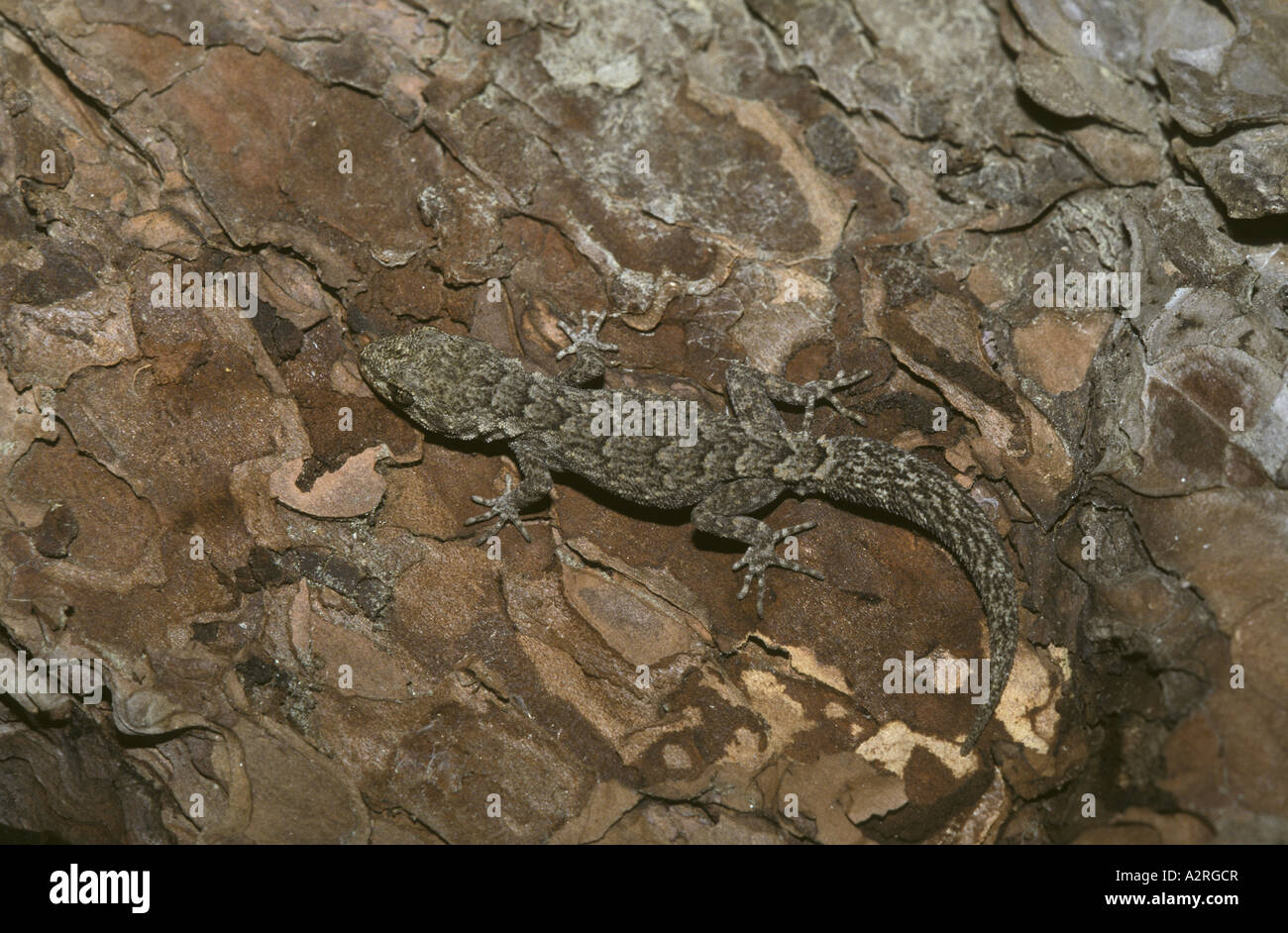 Kotschy s Gecko Cyrtodactylus kotschyi Cyprus Stock Photo