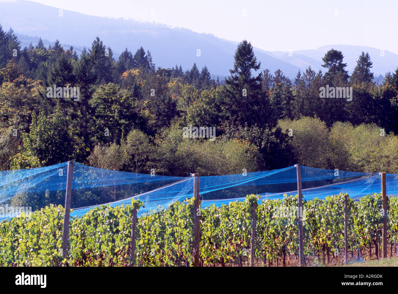 Bird Netting Protection Nets against Birds covering Grape Vines in Vineyard, Vancouver Island