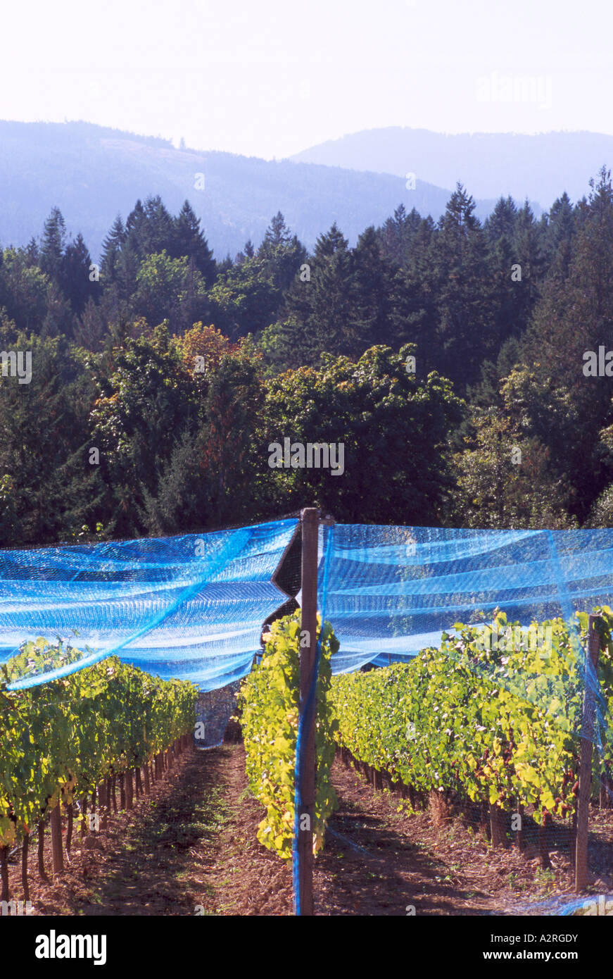 Bird Netting - Protection Nets against Birds covering Grape Vines in