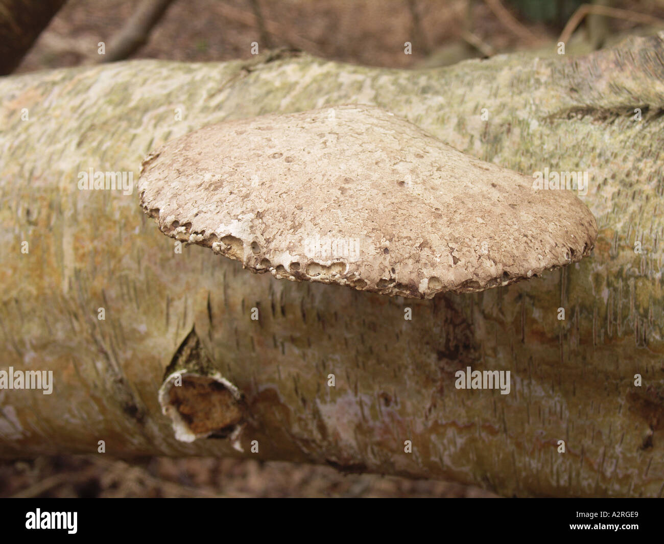 Bracket fungus on fallen silver birch tree trunk Stock Photo - Alamy