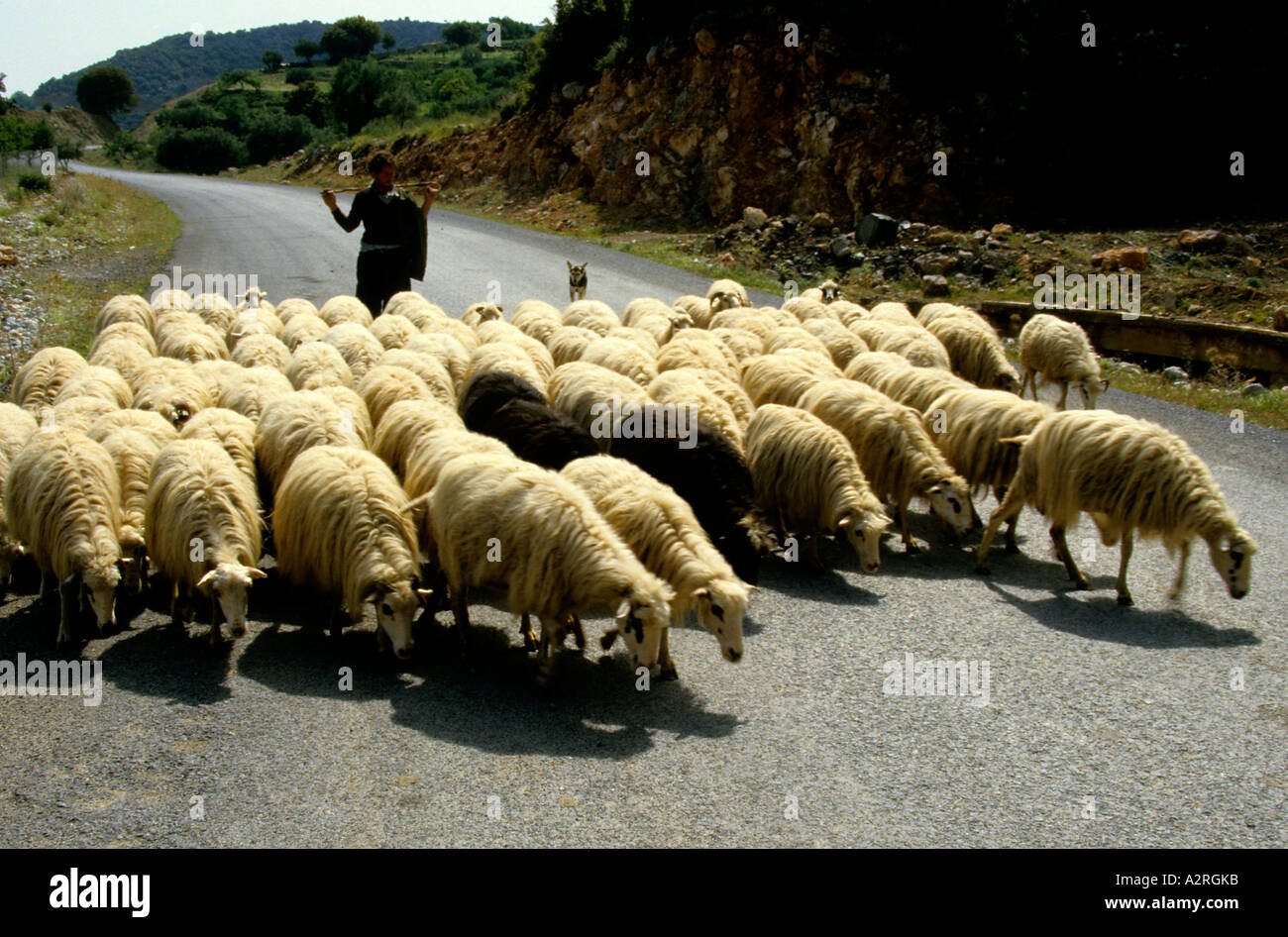 Sheep Sheeps Greek Greece shepherd herdsman cattle Stock Photo 6047546